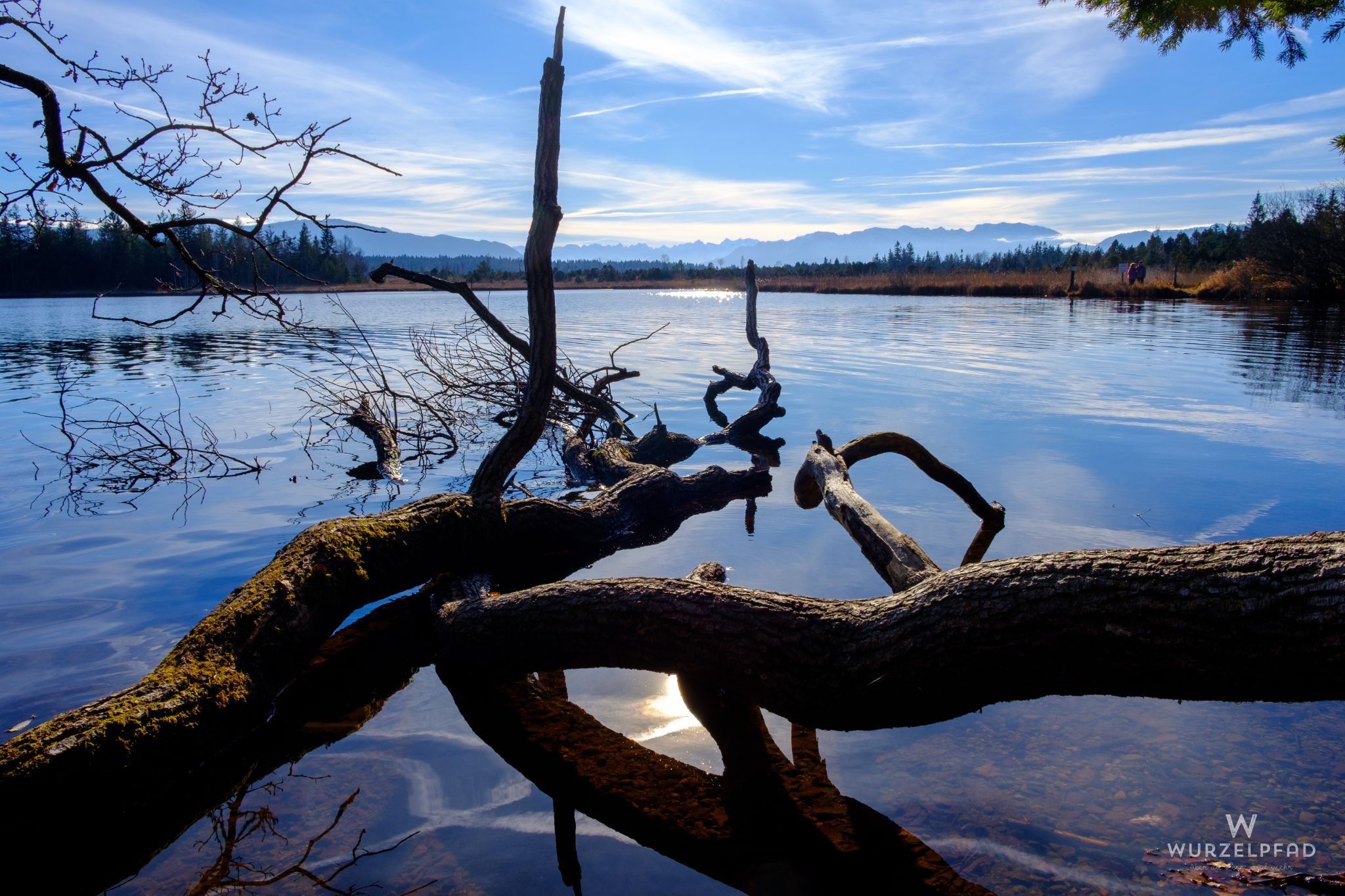Baumstämme im Kirchsee